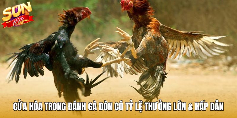 Cửa hòa trong đánh gà đòn có tỷ lệ thưởng lớn & hấp dẫn